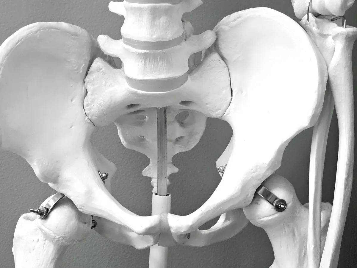Close-up of a medical model of a human pelvic skeleton, ideal for healthcare and anatomy studies.