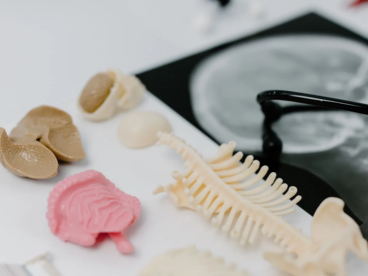 Anatomical models and an X-ray in a clinical study setup