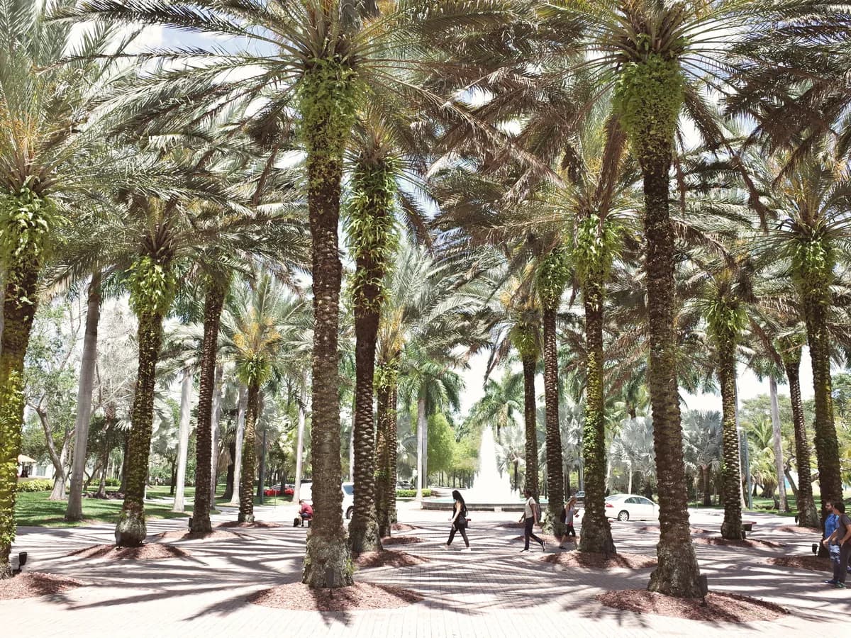 A palm-lined pathway in Coral Gables, Florida